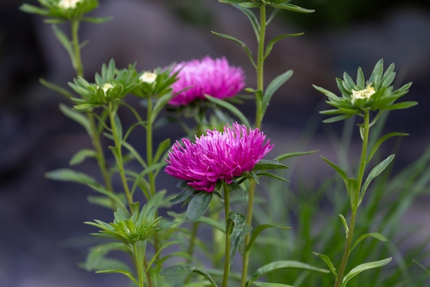 Purple aster large bud in a flower bed