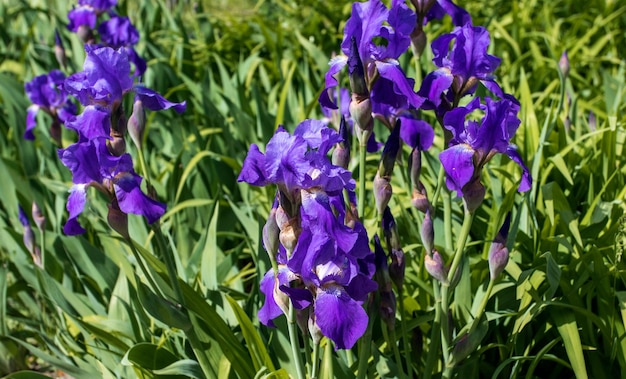 Purple background of blooming irises in a park