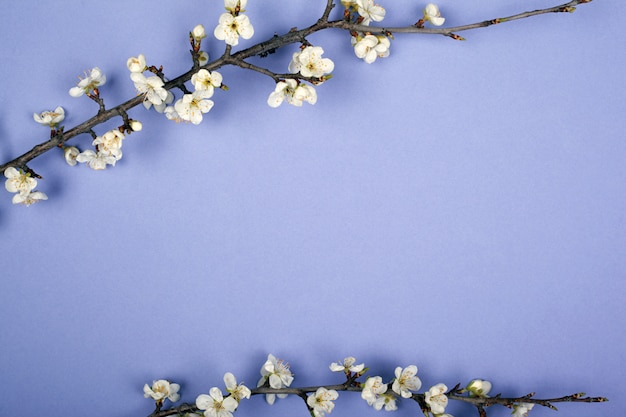 Purple background with branches of white flowers of cherry