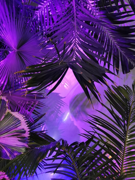 A purple background with palm leaves and a light purple background