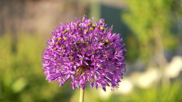 背景をぼかした写真の庭のクローズ アップで装飾的なニンニク種子芽春開花の矢印に紫のボール