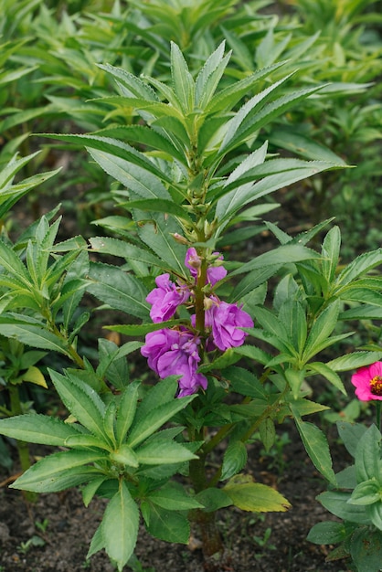 Purple balsam flower in the garden