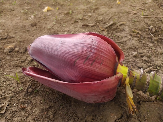 A purple banana flower is on the ground.