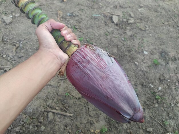 A purple banana shaped like a banana