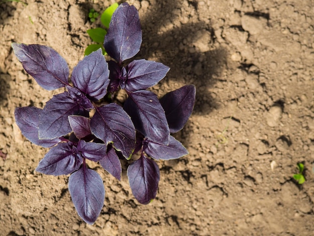 Purple basil on the beds in the garden closeup