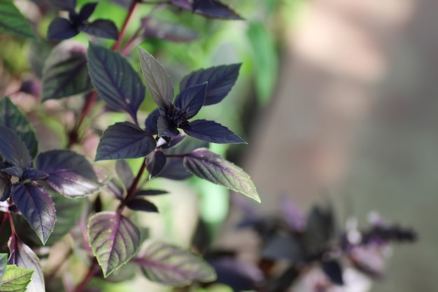 Purple basil bush