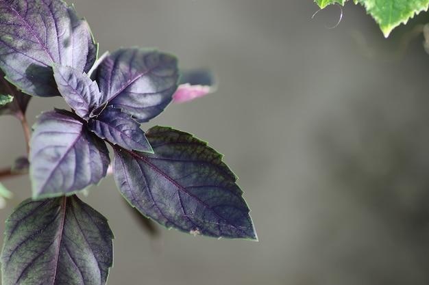 Purple basil bush