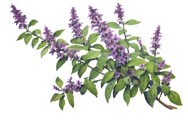 白い背景に孤立した紫色のバジルの花 水彩画