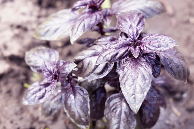 Purple basil in the garden