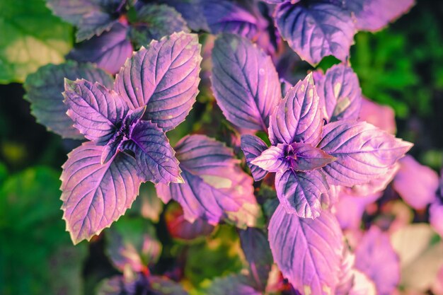 Purple basil in a greenhouse industrial production of\
greens