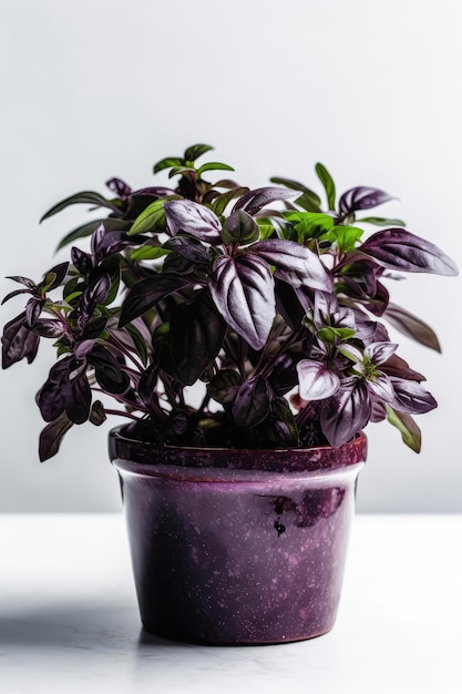 Purple Basil Growing In White Pot On White Background Generative AI