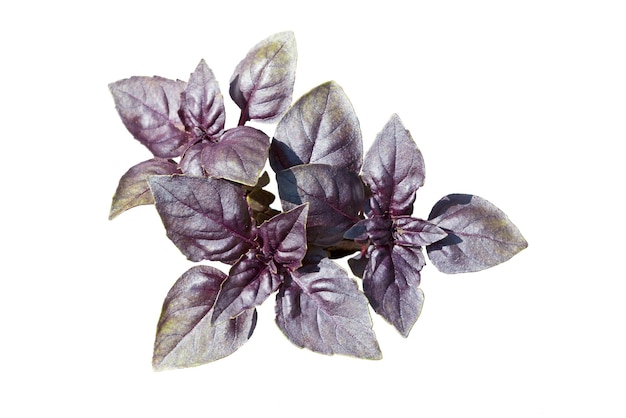 Purple basil leaves (tops). Red basil leaves isolated on white background. Clipping paths.