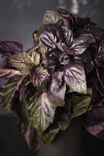 Purple basil leaves in a vase