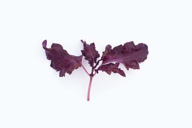 Purple basil leaves on white background