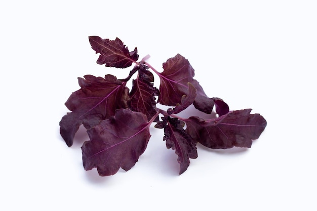 Purple basil leaves on white background