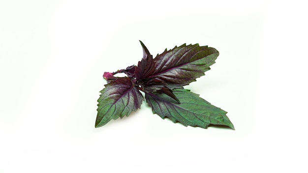 Purple Basil leaves.