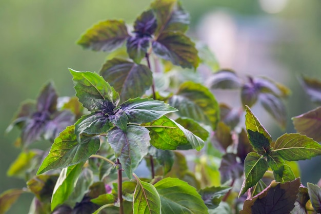 Purple basil on the windowsill on a blurry green background home garden