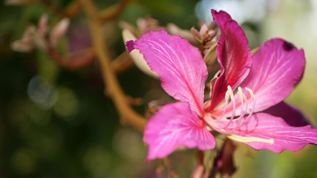 紫色のバウヒニア蘭の木の花、カリフォルニア州米国。バイオレットのエキゾチックな熱帯の花、ジャングルの熱帯雨林の雰囲気のソフトフォーカス。鮮やかなダークマゼンタの天然植物の花の繊細な花びらがクローズアップ