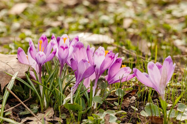 Purple beautiful blooming crocuses in spring against the background of grass closeup