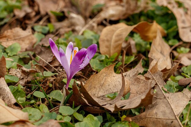Purple beautiful blooming crocuses in spring against the background of grass closeup