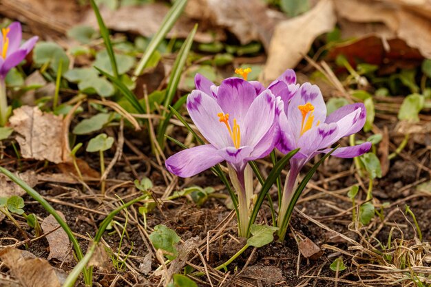 Purple beautiful blooming crocuses in spring against the background of grass