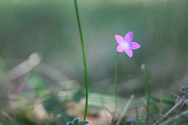 Purple bell on the nature