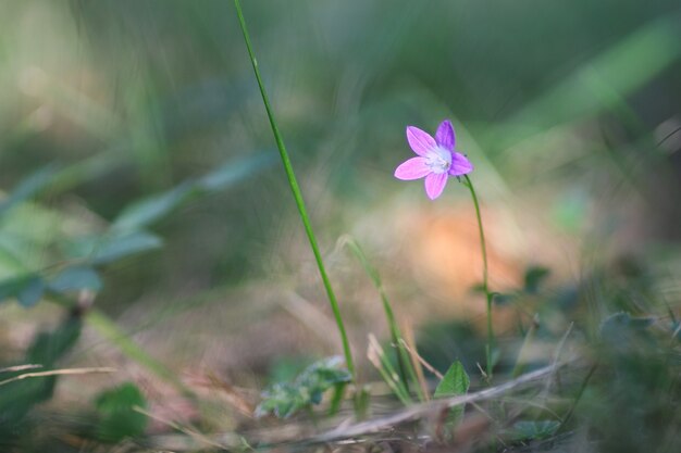 Purple bell on the nature