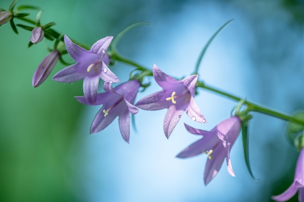 紫の桔梗の花、自然、夏