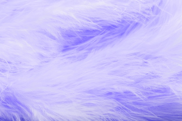 Purple bird feathers in soft and blur style