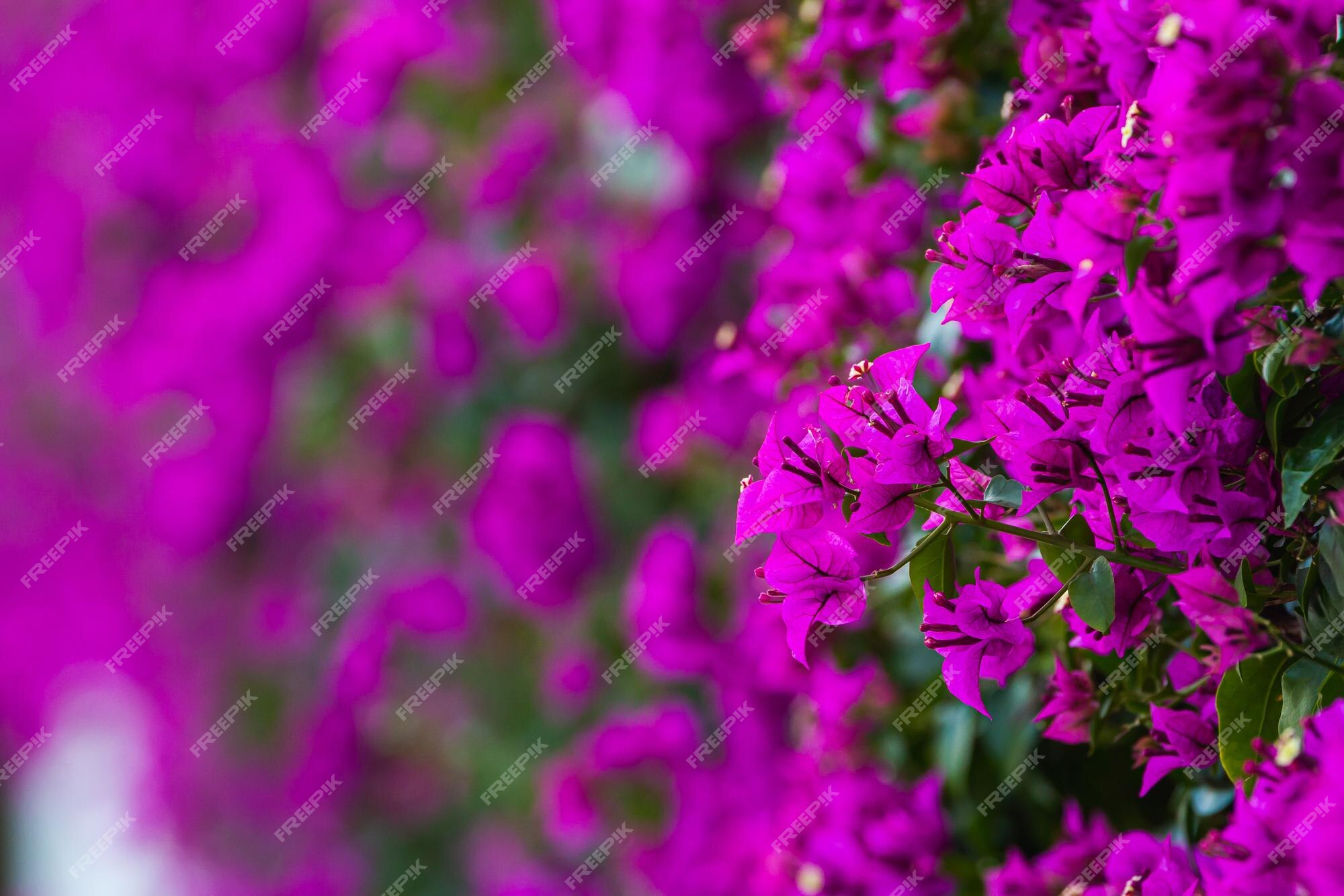 Premium Photo | Purple blooming bougainvillea tree flowers typical  mediterranian outdoor street exterior in summer