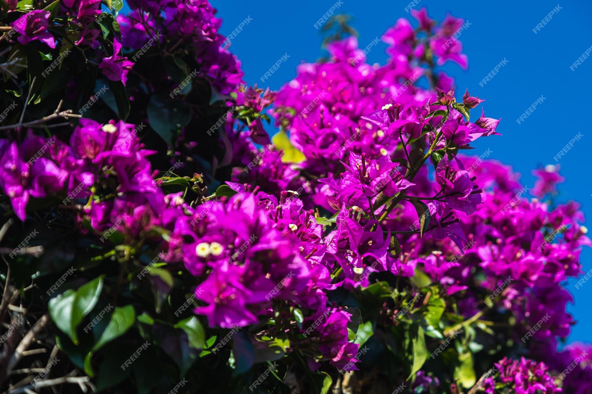 Premium Photo | Purple blooming bougainvillea tree flowers typical  mediterranian outdoor street exterior in summer