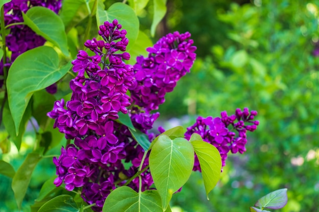 Purple blooming lilac with green leaves in spring garden