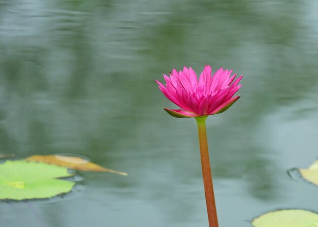 Purple blooming lotus