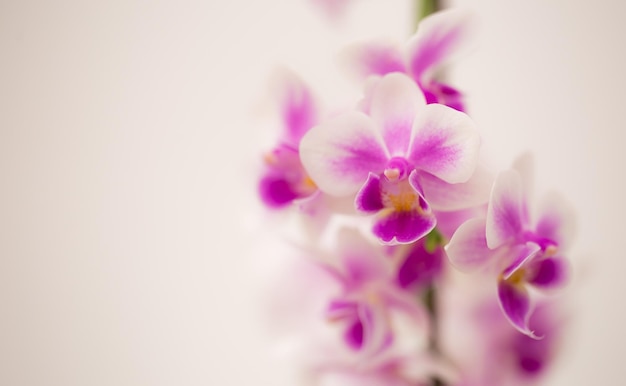 Purple blossom orchid with white backdrop