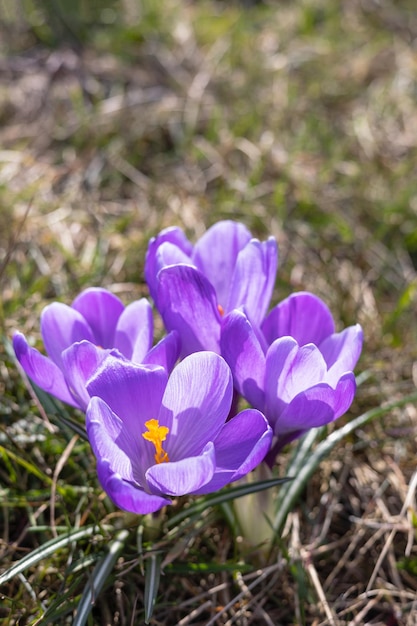 庭の紫青のクロッカスの花典型的な春の花屋外の日差しの中でカラフルなクロッカスの植物