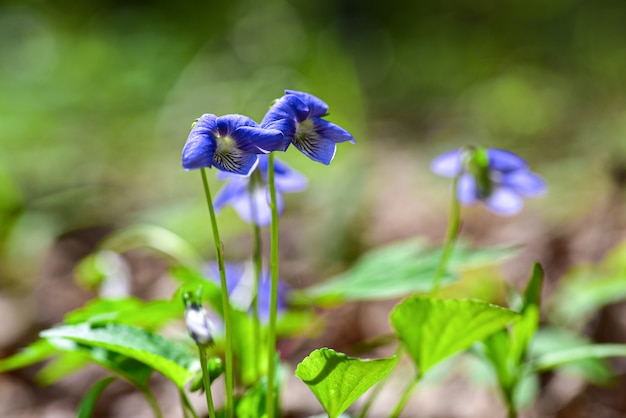 Purple blue eyes flowers in the forest