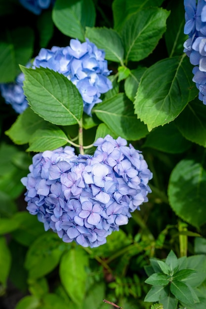 보라색 파란색 하트 모양의 수국 마크로필라 꽃이 만개