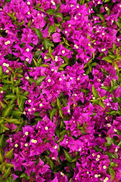 Фиолетовый цветок бугенвиллии крупным планом