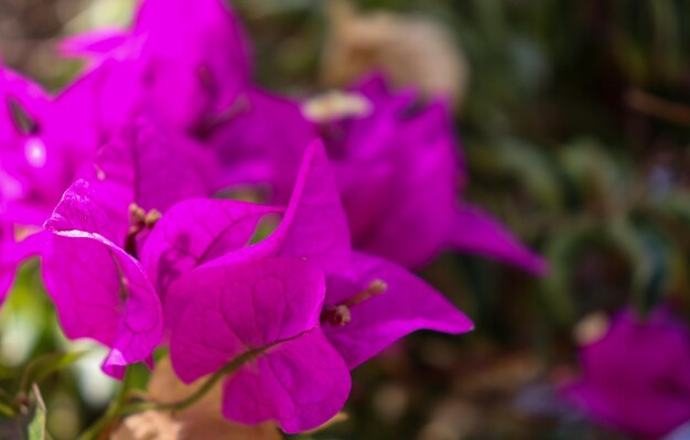 A purple bougainvillea flower is in bloom