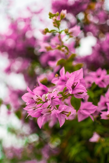 Purple bougainvillea flower