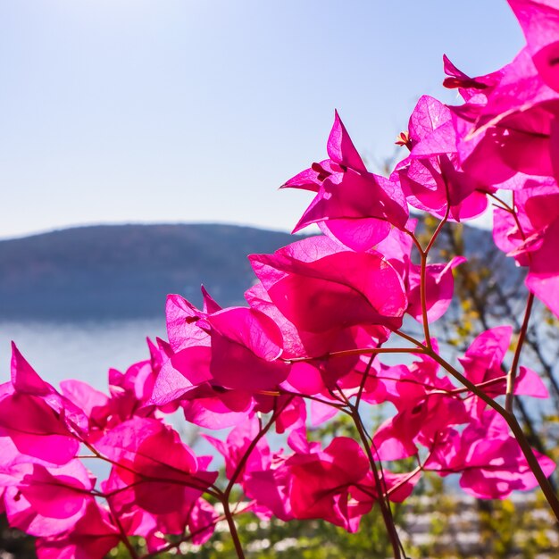 바다와 섬의 배경에 보라색 부겐빌레아 꽃