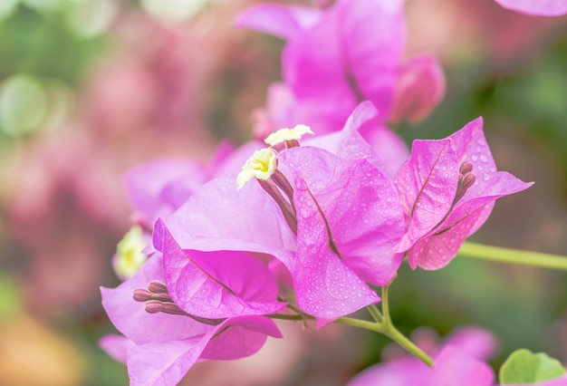 パープルブーゲンビリアの花