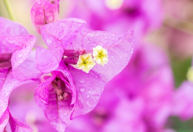 パープルブーゲンビリアの花