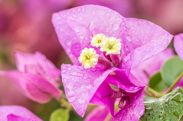 パープルブーゲンビリアの花