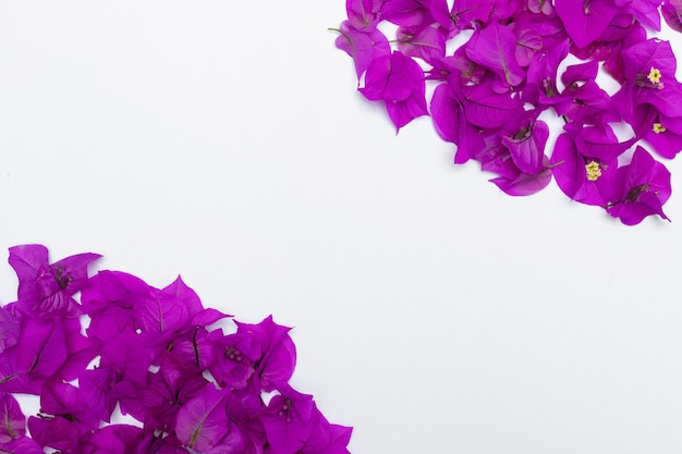 purple bouganvillea flower wallpaper on a white background