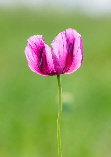 Фото Цветок пурпурного хлебного мака (papaver somniferum)