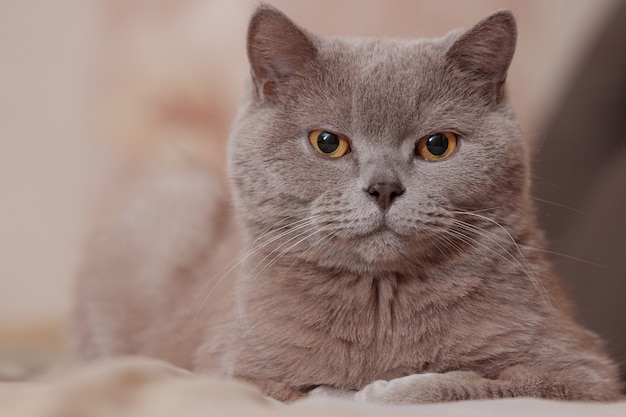 Purple British cat. The cat lies on the bed. Portrait of a pet.