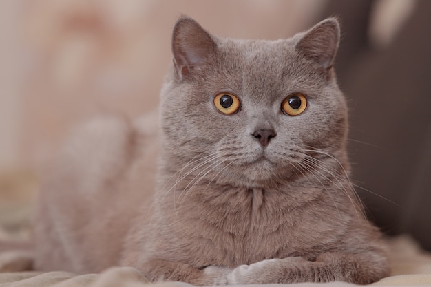 Purple British cat. The cat lies on the bed. Portrait of a pet.