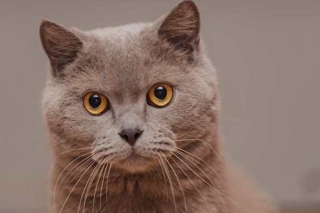 Purple british cat. Portrait of an animal.