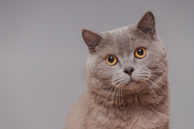 Purple british cat. Portrait of an animal.